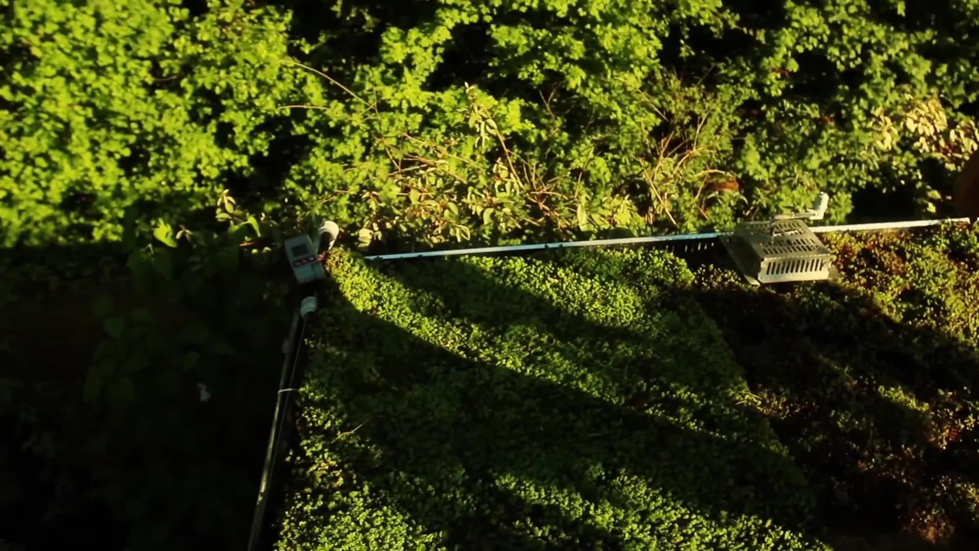 Comment végétaliser une toiture